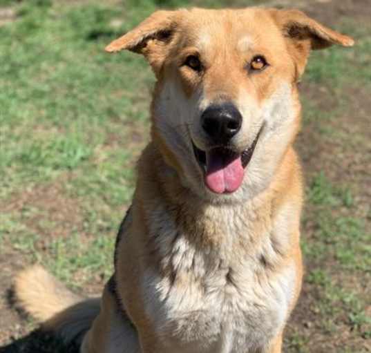 Photo of Dog