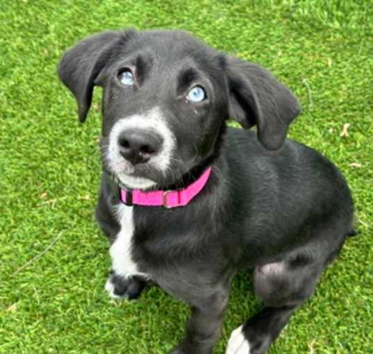 Photo of Stella