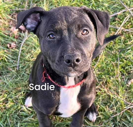 Photo of Sadie