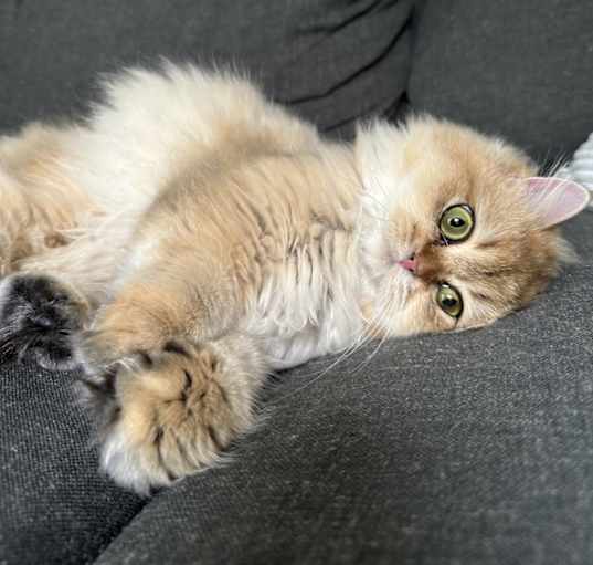 Photo of Colette
