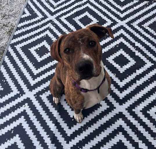 Photo of Rascal (Courtesy Post)