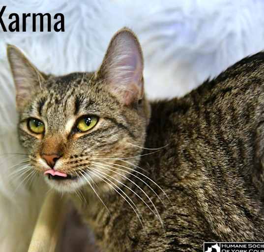 Photo of Club Karma