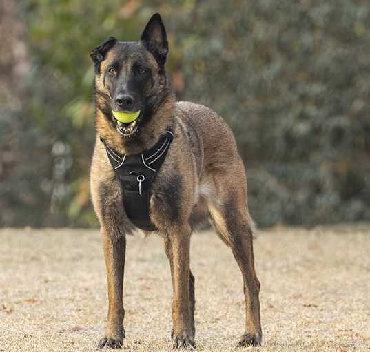 Photo of Mussa