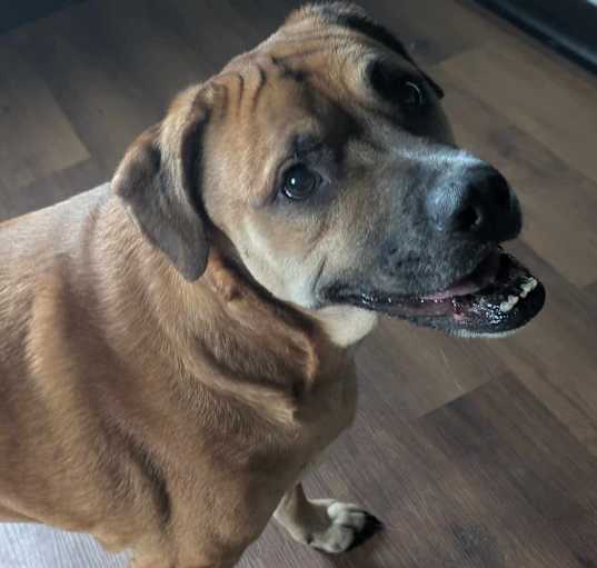 Photo of Tyson