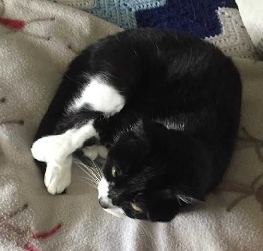 Photo of Coony