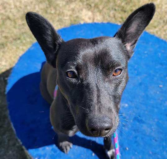 Photo of Lucky