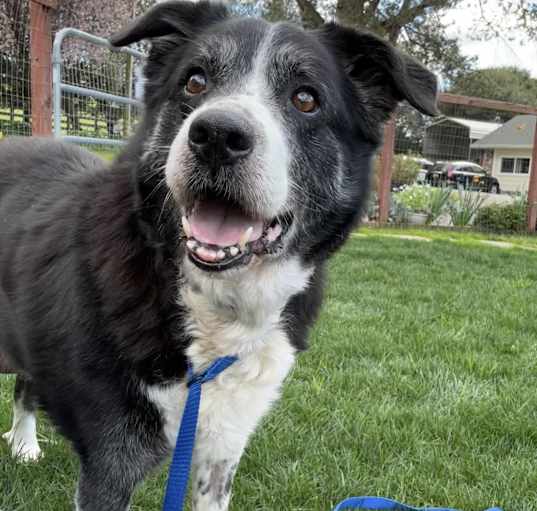 Photo of Bobo