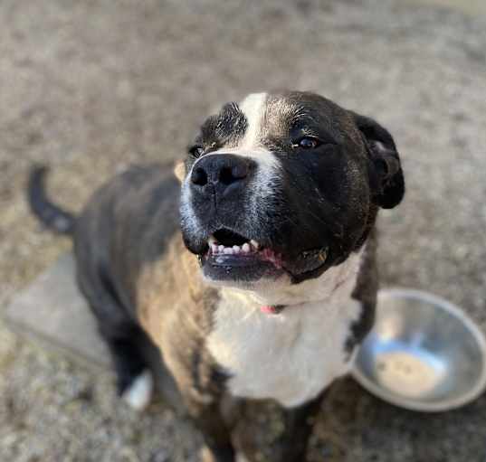 Photo of Cosmo