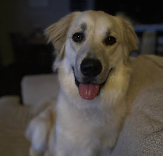 Photo of Kimber