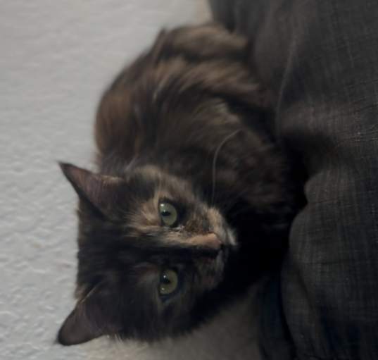 Photo of Mocha
