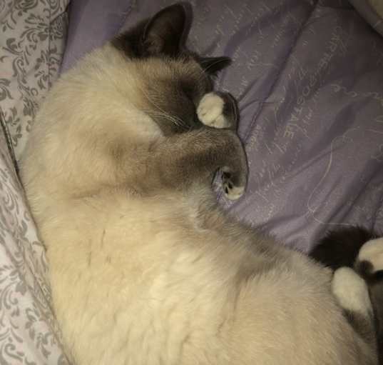 Photo of Luna
