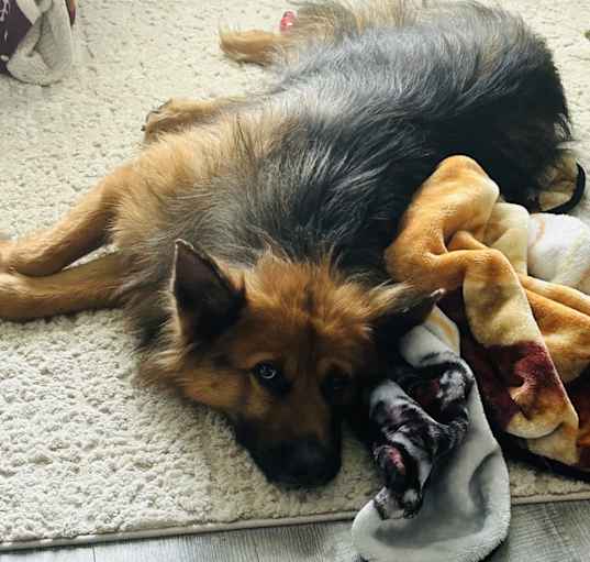 Photo of Oso