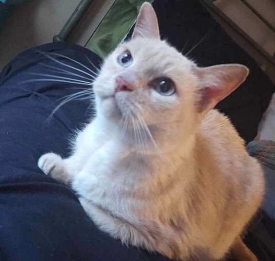 Photo of Miss Kitty