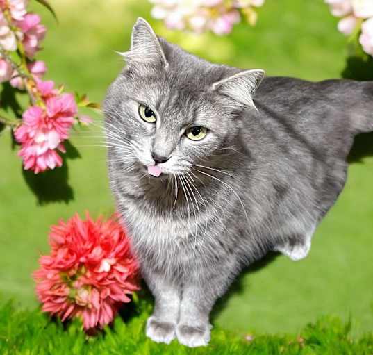 Photo of Whisp