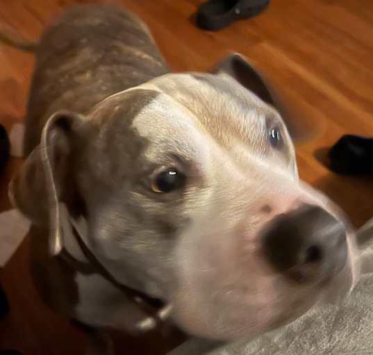 Photo of Luna