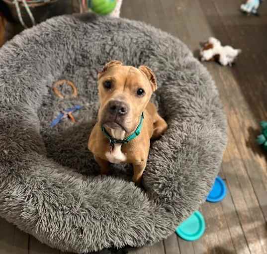 Photo of Juno