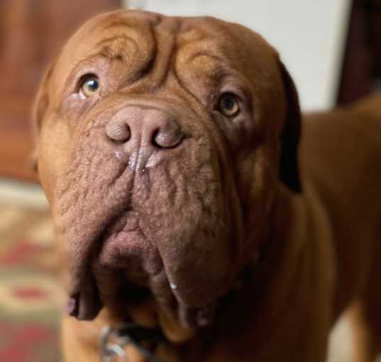 Photo of Louie
