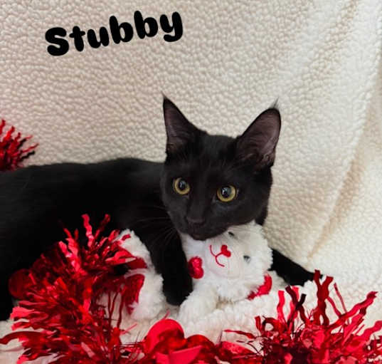 Photo of Mr Stubbs