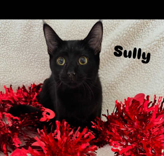 Photo of Sully