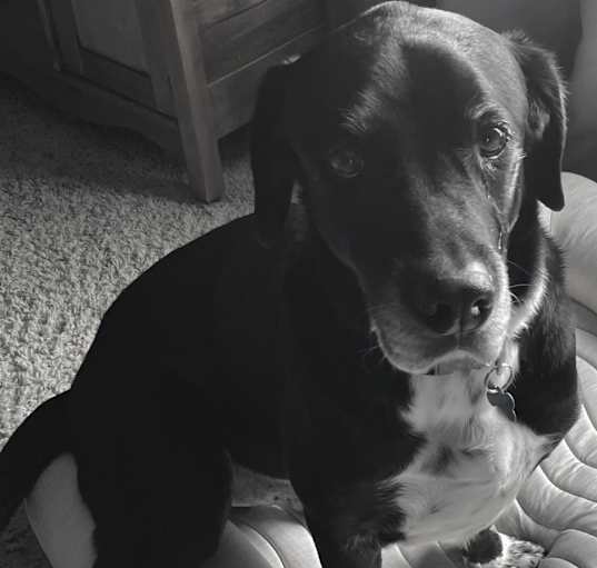 Photo of Baxter