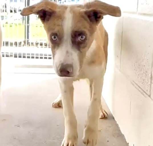 Photo of COPPER