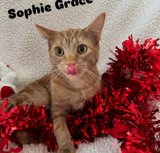 Photo of Sophie Grace
