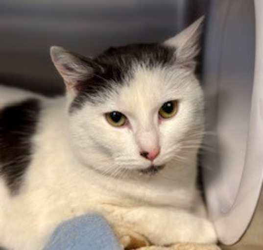 Photo of Patches