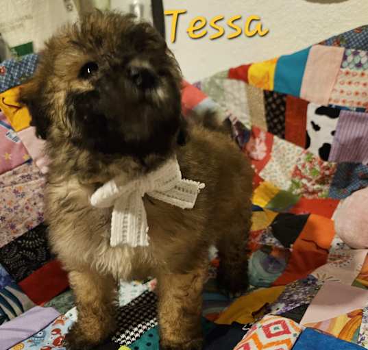 Photo of Tessa