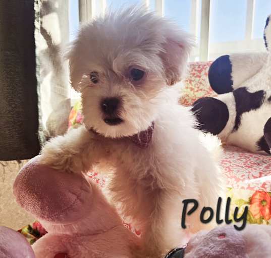 Photo of Polly