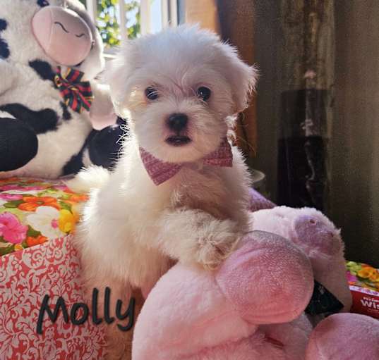 Photo of Molly