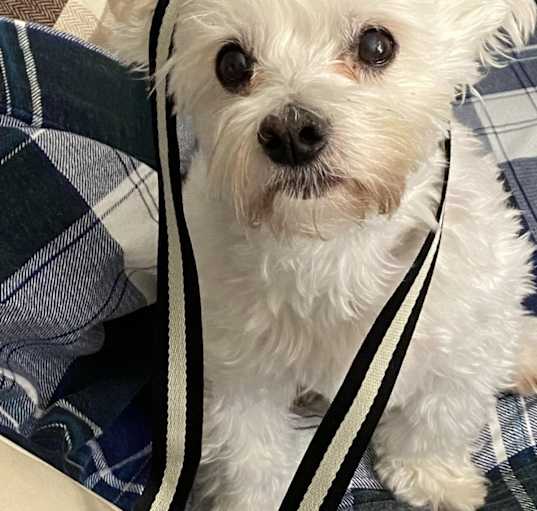 Photo of Ollie