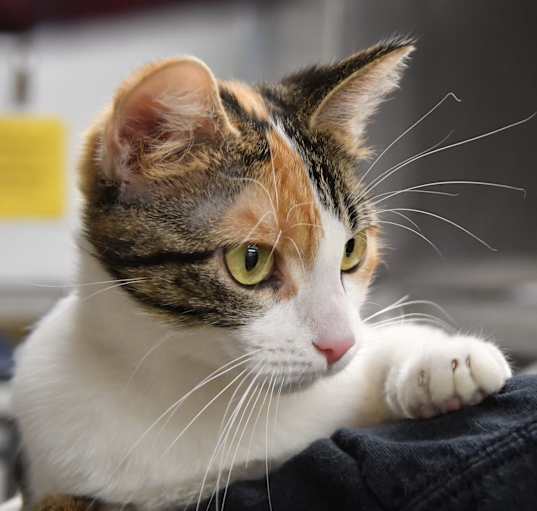 Photo of Glimmer