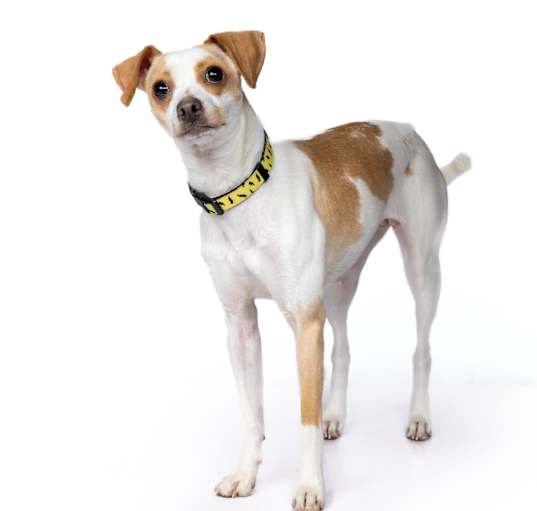 Photo of Bella