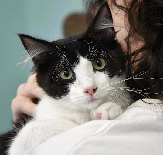 Photo of Sparkler