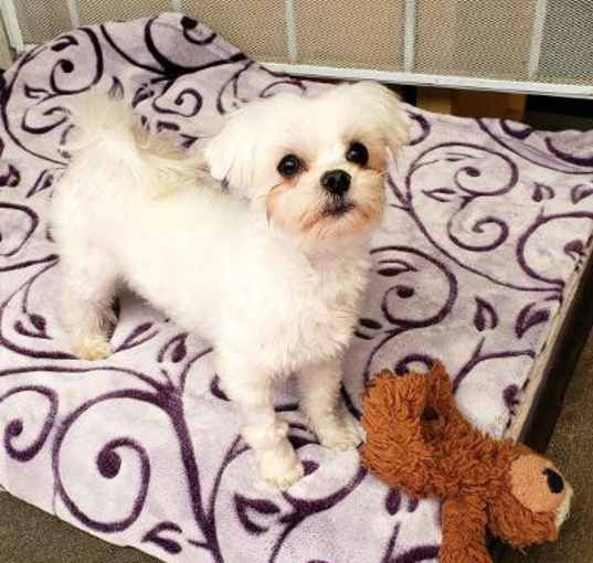 Photo of Toby