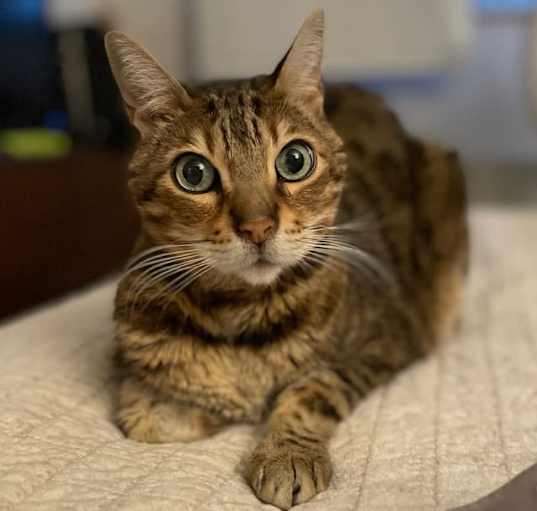 Photo of Leo the bengal