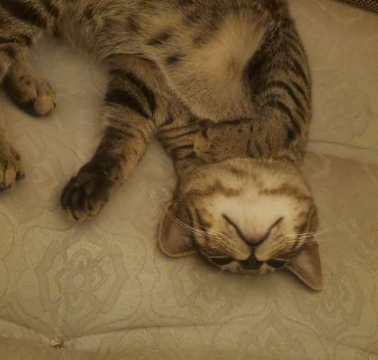 Photo of Rose and lynx