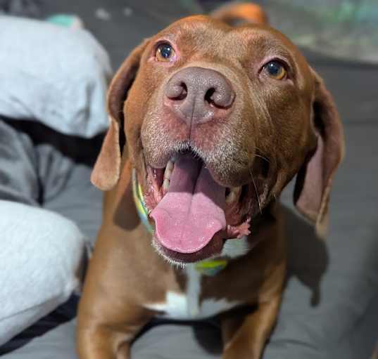 Photo of Chewy