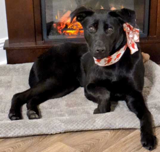 Photo of Ladybird