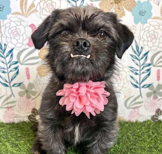 Photo of Carrie Underbark
