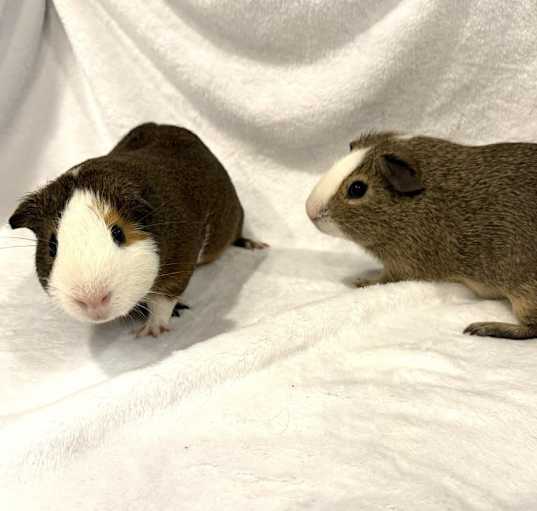 Photo of Dilbert and Davey