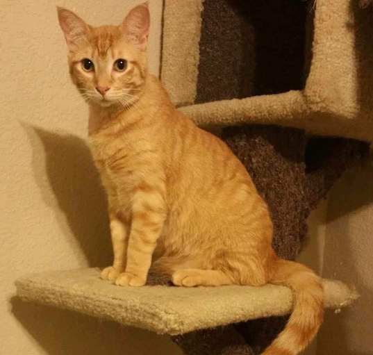 Photo of Simba