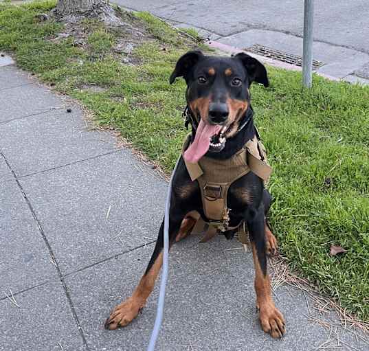 Photo of Mocha
