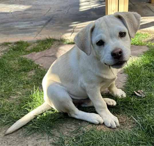 Photo of Chimichunga