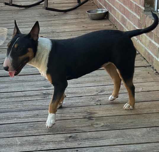 Photo of Annie