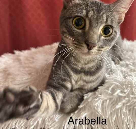 Photo of Arabella