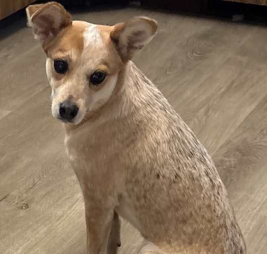 Photo of Cheddar