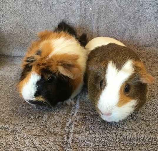 Photo of Viejas ( Bonded to Tripple 777)