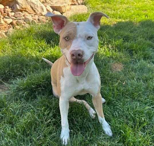 Photo of Michelle ***FOSTER HOME***