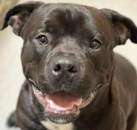 Photo of Enzo